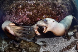Sea Lion Battles by Nick Polanszky 